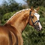 Zafferano<br />&copy; Nina Huber