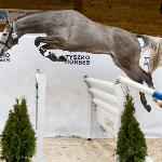 Lamiro Progres ex Lamiro - Uznawanie do AES studbook