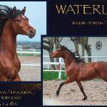 Waterloo