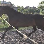 Cyranka - Cyranka_klus