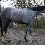 Tango Star