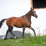 Evehia