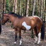 Zbój (Gurgul) - Zbój, sierpień 2022 r.