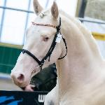 Diamond Dealer-J - AES Grading Poland 2023<br />&copy; Oliwia Chmielewska