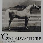 Gai Adventure