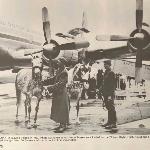 Nawojka - Nawojka po prawej - Warszawa 1963r. Pierwszy import koni arabskich przez Ed Tweed / Brusally Ranch, Arizona  - 14 polskich arabów i 3 rosyjskie araby.