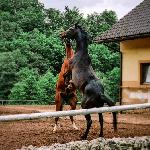 Jaśminowa Zorza AA - 6.2021<br />&copy; Cracovia Arabians