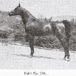 Ralet