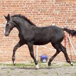 Furia-S (ED/EN)