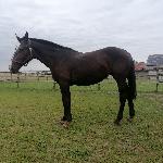 Furia-S (ED/EN)
