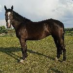 Furia-S (ED/EN)