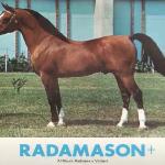 Radamason