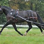 Faworyt