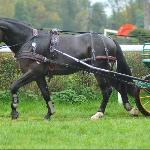 Faworyt