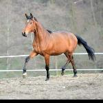 Jaśminowy Sen AA - J.Sen<br />&copy; Cracovia Arabians