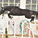 Amaretto MPM<br />&copy; Katarzyna Wiszowaty