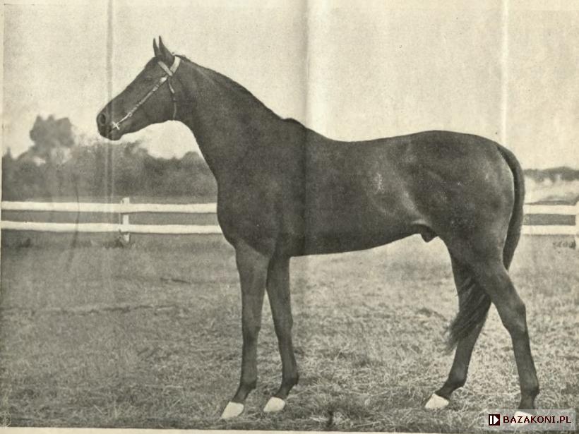 Palü (Palu)<br /><i>Jeździec i Hodowca 1929</i>