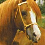 Hanraff