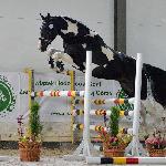 Quintano - Dni Polskich Koni Sportowych - Lubuski Czempionat Użytkowy w skokach luzem dla koni 2-letnich ras szlachetnych, 04.10.2022, Stary Kisielin<br />&copy; Łukasz Gauza