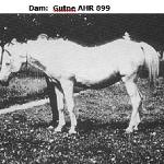 Gutne