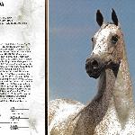 Granaada - 1986 Lasma Classic Sale katalog.<br />&copy; Jerry Sparagowski