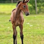 Gold Meadow's Jolly Jumper