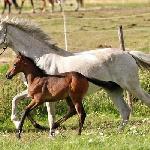 Gold Meadow's Jolly Jumper<br /><i>Gold Meadow's Jolly Jumper & Gypsie D</i>