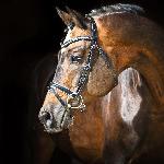 Couracius<br />&copy; Slawik Equine Photography