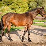 Floriana<br /><i>https://www.ehorses.pl/polski-kon-szlachetny-polkrwi-klacz-4lat-166-cm-gniada-konie-ujezdzeniowe-swidnica/3900386.html</i>