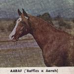 Aaraf