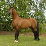 Romeo VF
