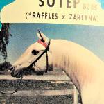 Sotep