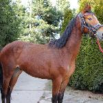 Hamit - 2022 Rzeszotary