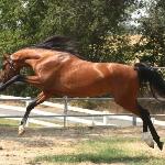 Furia BP