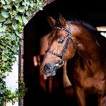 Quinto G II<br />&copy; Oliwia Chmielewska - chmielewskafoto.pl