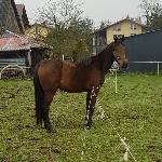 Dama