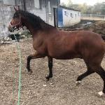 Bulwar
