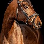 Brix Falcon<br />&copy; Cichoń Stallions