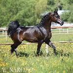Al Narciso<br />&copy; Stuart Vesty