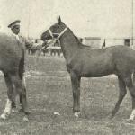 Świteź - jako źrebię<br /><i>PWK Poznań 1929</i>
