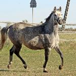 Wiola Amore