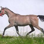 Elkrado