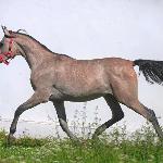Elkrado