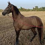 Helisa
