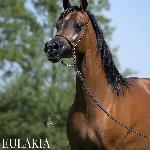 Eulakia<br />&copy; Stuart Vesty
