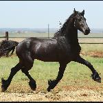 Whiskey van Doorndraai Fr Stud