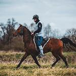 Wiraż z Gór<br />&copy; WB Wieslawa Balut equine photography