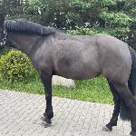 Orina