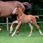 Ottino