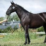 Rusilla